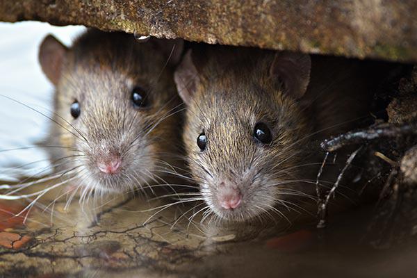 meilleure société dératisation de lutte, traitement et prévention des souris et rats à Marrakech