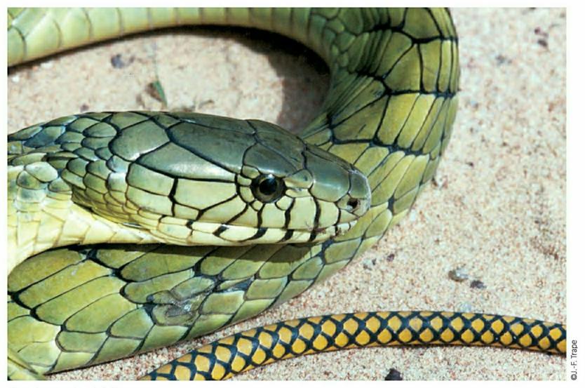 Entreprise de déreptilisation Traitement serpents reptiles Marrakech Essaouira Agadir Maroc.