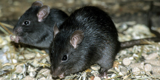 Entreprise de lutte contre les rats, souris et cafards à Marrakech