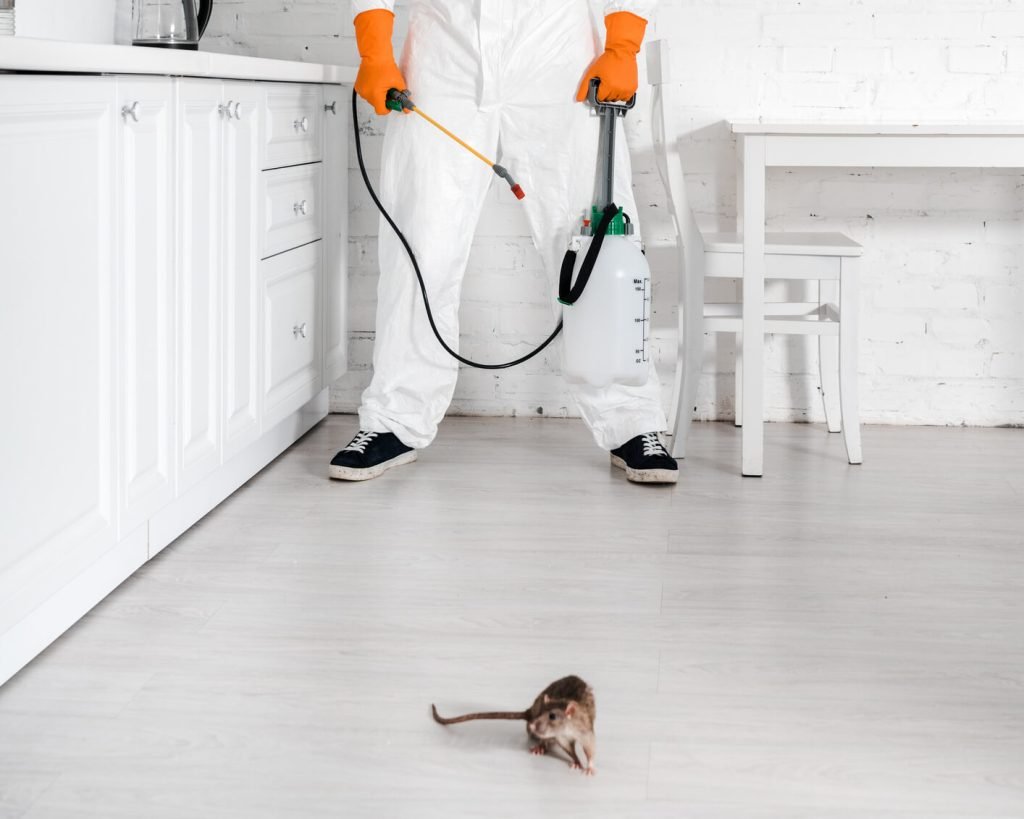 deratisation-bepestcontrol-bruxelles