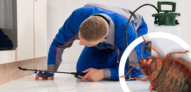 societe-lutte-antinuisible-marrakech