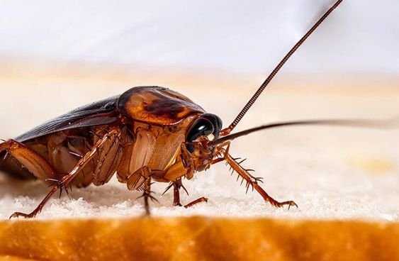 comment lutter contre les cafards blattes à marrakech société de désinsectisation