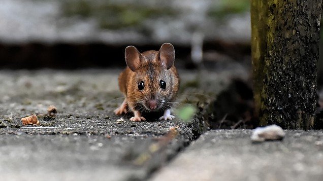Dératisation Villa Marrakech : Guide Complet 2026 par GLOBAL HYGIENE — L'Expert de la Lutte Anti-Rats