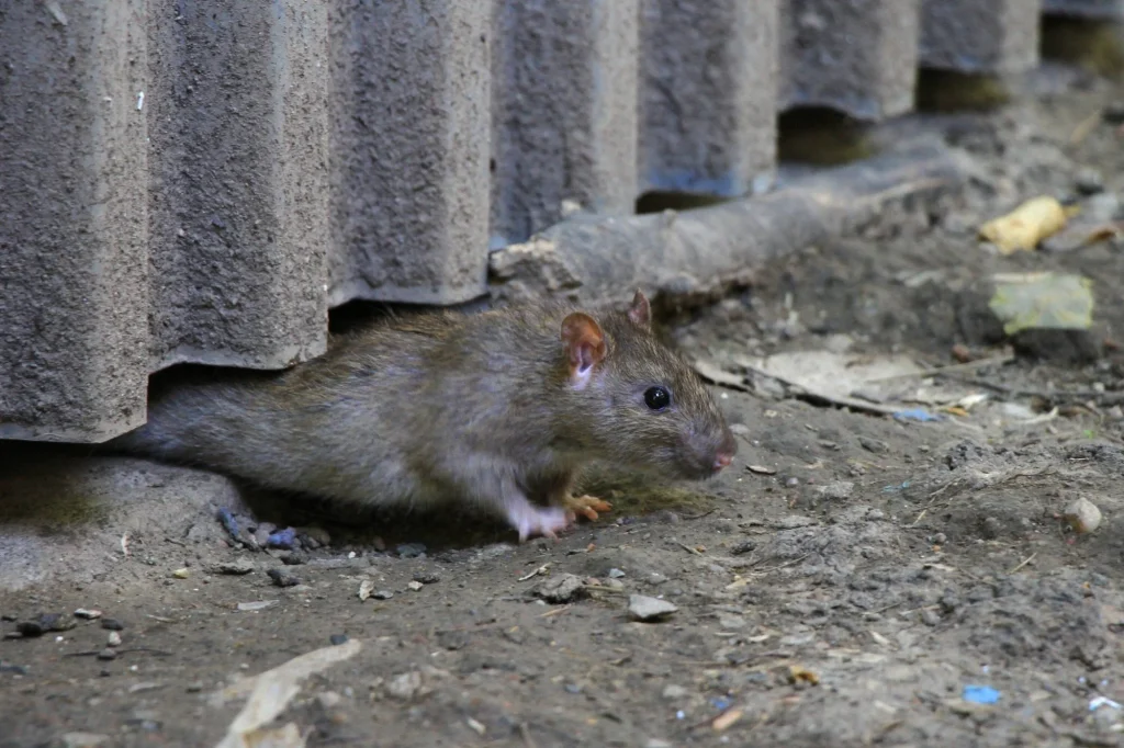 sensibilisation-lutte-solution-rats-scaled