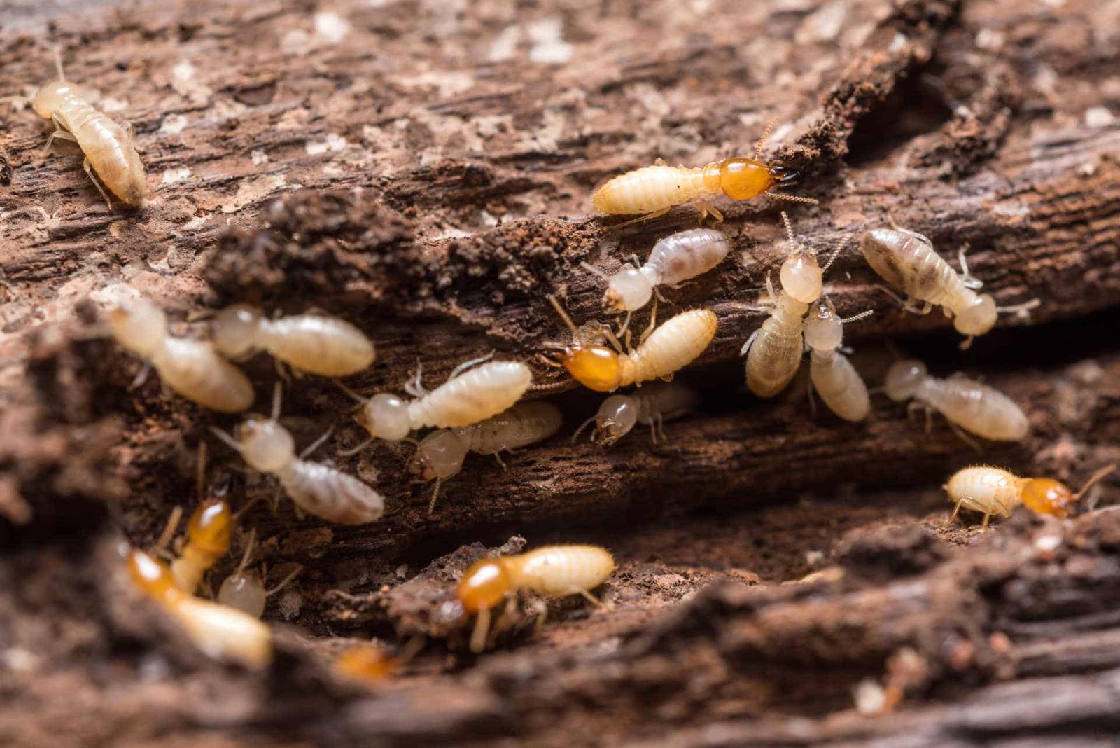 la-Lutte-Contre-les-Termites-du-Bois-à-Marrakech.jpeg